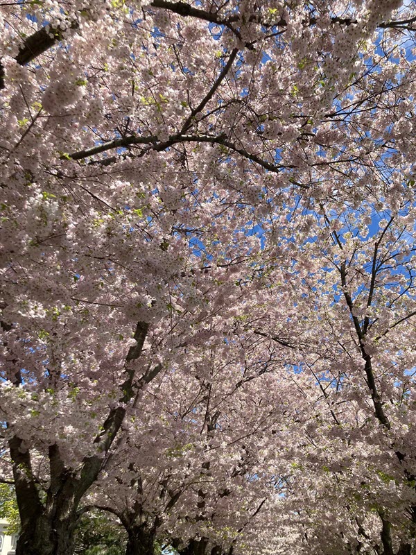 Cherry blossom tree in Burlington 